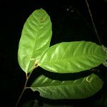 Discophora guianensis Leaf