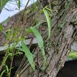 Salix nigra Leaf