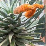 Aloe ferox Flower