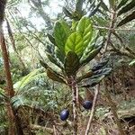 Elaeocarpus brachypodus Hábito