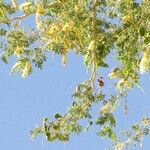 Faidherbia albida Blüte