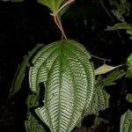 Clidemia septuplinervia Otro