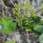 Ligusticum scothicum Fruit