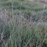 Carex distans Flower