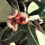 Pittosporum tobira Frucht