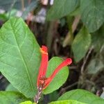 Scutellaria costaricana 花
