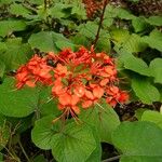 Clerodendrum buchananii Цвят