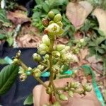 Turpinia occidentalis Flor