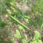 Cleome aculeata Fruit