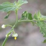 Solanum interius Flor