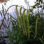 Carex pendula 花