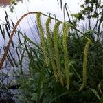 Carex pendula Blomma