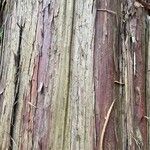 Thuja standishii Corteccia