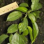 Sparattanthelium amazonum Other