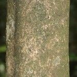 Coussarea paniculata 树皮