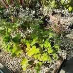 Pelargonium tomentosum Hábito