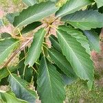 Quercus montana Hoja