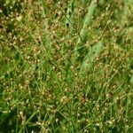 Juncus tenageia Habitus