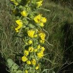 Verbascum densiflorumFlower