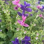 Salvia viridisFlor