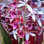 Phaius tankervilleae 花