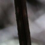 Hemionitis quadripinnata Φλοιός