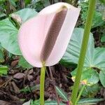 Anthurium formosum 花