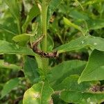 Phlox maculata 樹皮