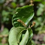 Forsteronia spicata Bloem