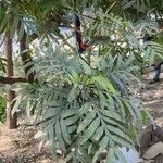 Filicium decipiens Leaf