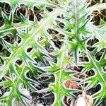 Cirsium echinatum 葉
