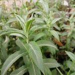 Mentha longifolia Folla