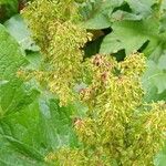 Rumex alpinusFlower