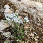 Arenaria aggregata Flor