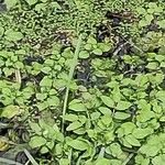 Nasturtium officinale Levél