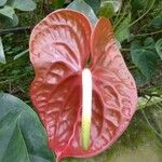 Anthurium andraeanum Flower