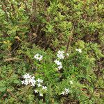 Stenaria nigricans Vivejo