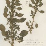 Amaranthus graecizans Συνήθη χαρακτηριστικά