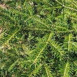 Abies balsamea 叶
