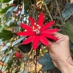 Passiflora vitifolia Fleur