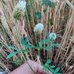 Trifolium alexandrinum Květ