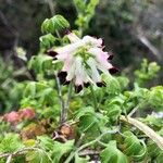 Fumaria capreolata Květ