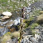Veronica fruticans Frutto