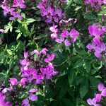 Cleome houtteana Habitus