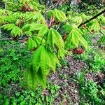 Acer circinatum Leaf