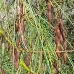 Parkinsonia aculeata Fruit