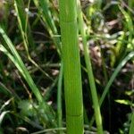 Sium latifolium Corteza