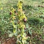 Ophrys sphegodes Цвят