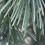 Cedrus deodara Blatt