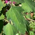 Chenopodium giganteum برگ